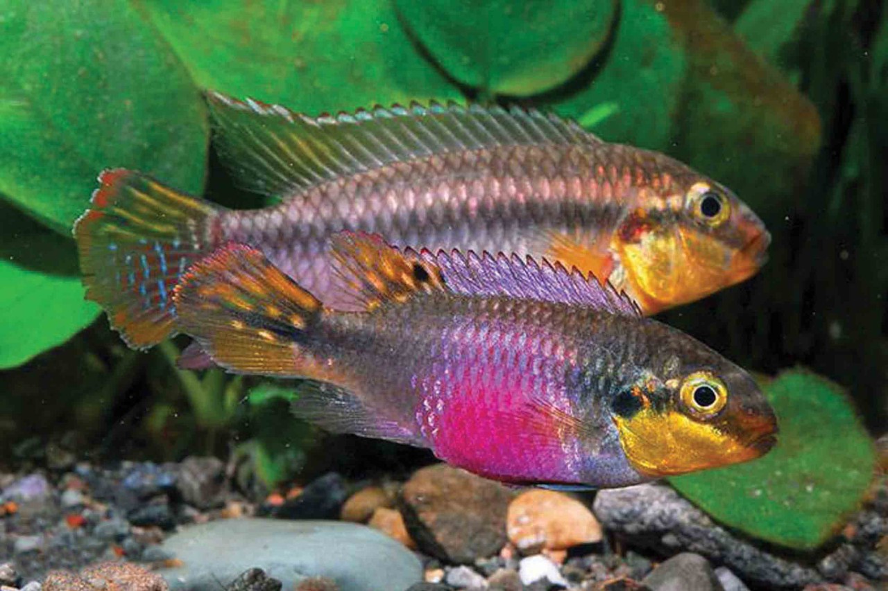 熱帯魚熱